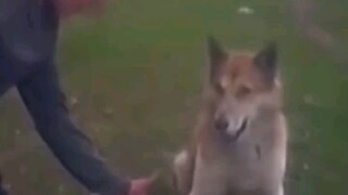 Dog: You have to respect me.