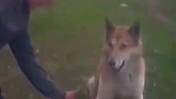 Anjing: Kamu harus menghormatiku.