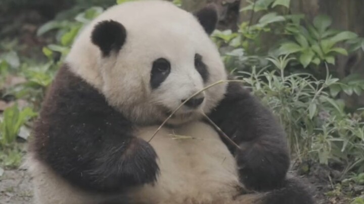 These national treasure pandas are seriously next-level!