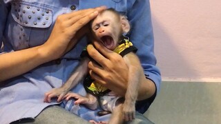 Monkey Mino make mommy headache