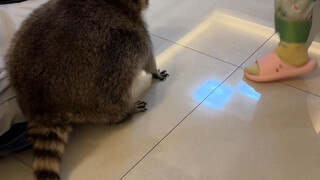 #小浣熊 #萌宠出道计划 哈哈哈哈哈，浣熊不要咬我