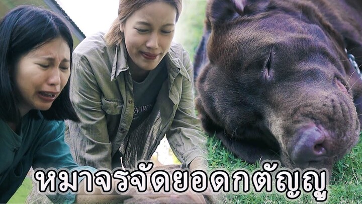เลี้ยงหมาจรจัด ไม่นึกเลยว่าจะกตัญญูรู้คุณขนาดนี้