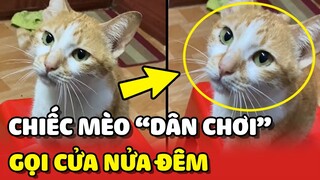 Mèo DÂN CHƠI về ĐẬP CỬA đòi vào nhà lúc NỬA ĐÊM 😂 | Yêu Lu