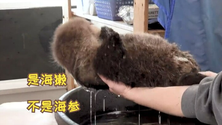 【Chồn biển】Hồi nhỏ Joey rõ ràng là một con hải sâm bé xíu mà!