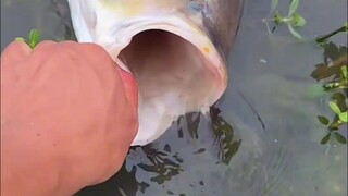 What happens if a fisherman catches this guide fish?