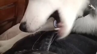 都说哈士奇聪明，我是一点没看出来呀