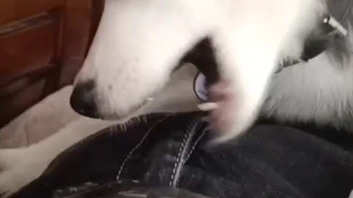 ทุกคนบอกว่าฮัสกี้ฉลาด แต่ฉันไม่เห็นเลยสักนิด