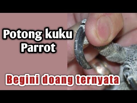 Cara mudah memotong kuku burung paruh bengkok atau parrot