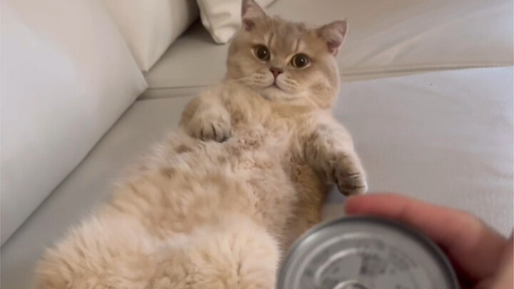 Cahaya perlahan muncul di mata si kucing kecil