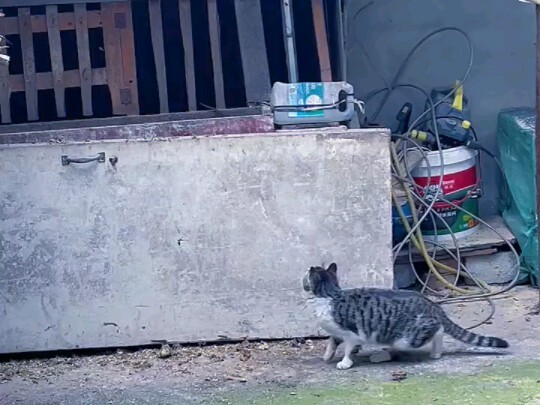 Sekali dua ekor tikus, kucing rakun besar, itu baru keren!