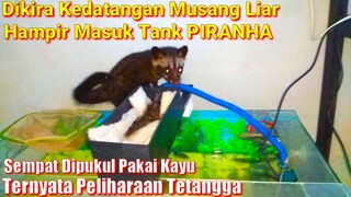 Musang Nyasar Ngacak Aquarium