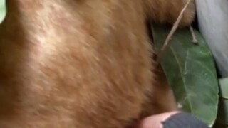 القط: لا يمكنني الاستمرار في هذه الحياة البائسة