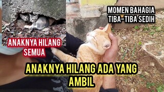 Induk Kucing Ini Menangis Anaknya Hilang Ada Yang Ambil..!