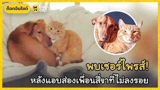 เซอร์ไพรส์! นายรักแอบตั้งกล้องดูความสัมพันธ์น้องหมาน้องแมว  | Dog's Clip