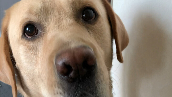 The puppy learns to talk