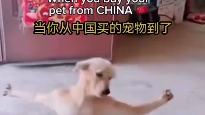 ชาวต่างชาติบน TikTok ก็ใช้ชีวิตกันสนุกแบบนี้แหละ ตอนที่ 35