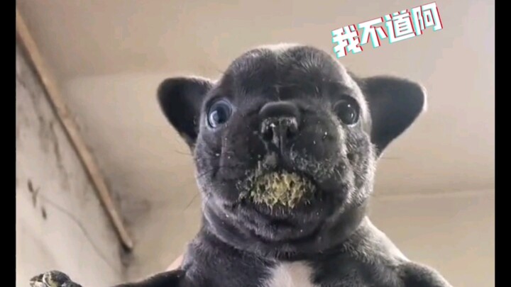 Doggy: I don't know.
