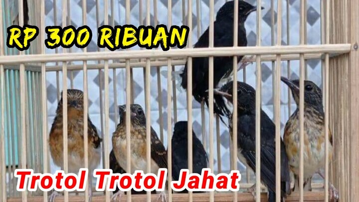 Setiap hari Bongkaran. Update stock & harga terbaru kios ABADI BIRD Palmerah.