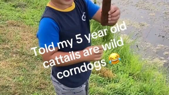 cattail 🌾