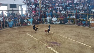 3x winner Roundhead