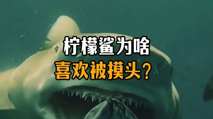 Why do lemon sharks love having their heads patted so much?