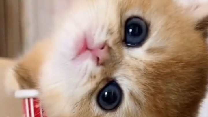 Being mentioned and seeing such a cute kitten must be so happy, right?