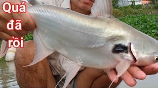 Cá tra kho bần, món ăn ngon dân dã miền tây| HảiÔmônVlog