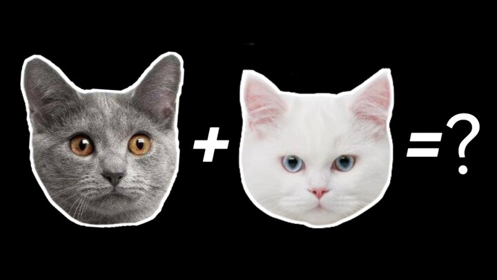 蓝猫+白猫=？？？