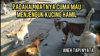 Di Hadang Grombolan Kucing Liar Yang Kelaparan Mereka Menunggu Makanan Subhanallah..!