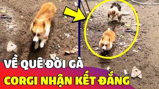 Được Sen dẫn về quê chơi, Corgi hổ báo 'ĐI RƯỢT GÀ CON' và cái kết nhớ đời 😂 | Gâu Đần