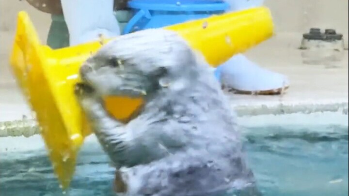 Otter: Just wait and see how smitten you’ll be, you little rascal!