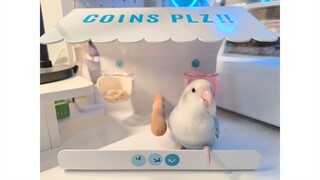 Mencoba membangun sistem mata uang antara manusia dan burung💰🐦