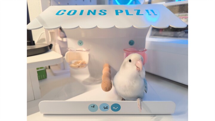 Trying to establish a currency system between humans and birds💰🐦