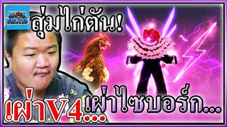 สุ่มไก่ตันโมจิตื่นแต่ดันได้เผ่าV4ไซบอร์กแบบงงๆ - Blox Fruits Roblox 🤖