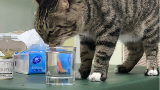 The kitten drinks from his mother's cup because he wants a kiss from his mother!!!