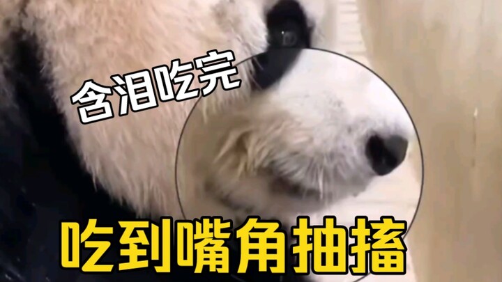 Grandpa Song’s fish cakes are so awful that only Aibao stuck it out and finished them. Aibao said, “