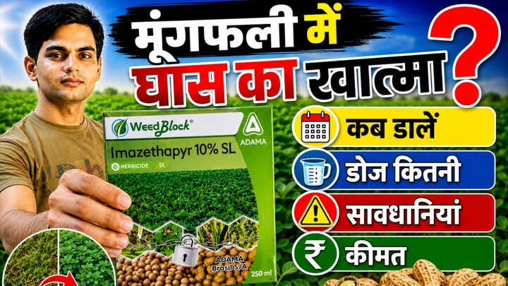 मूंगफली की फसल में चौड़ी पत्ती और संकरी पत्ती घास के लिए बेस्ट दवाई