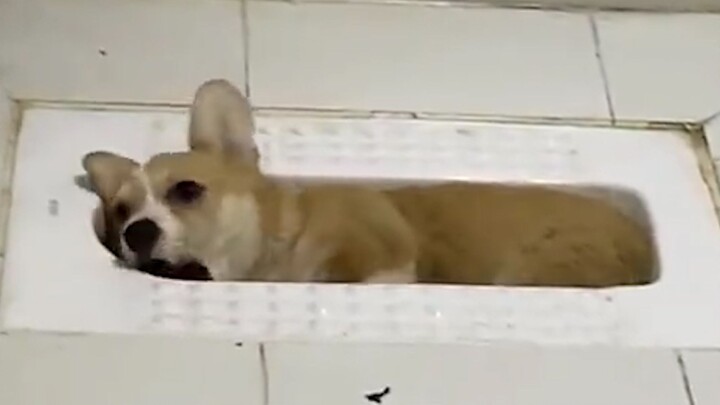 This time, I'm really here to help you quit being obsessed with dogs!