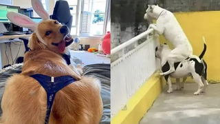 🐶 BEST OF 🐶 วิดีโอสุนัขตลก 2021 - การรวบรวม 21 นายภาวดี