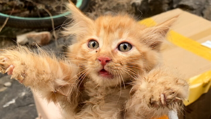 Cô giáo lỗ tay bơ đã mất mặt trong khu dân cư này, chúng tôi đã lấy lại được rồi.