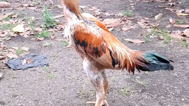 From Thailand gift from a cousin 😊