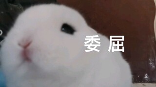 委屈巴巴茶杯兔（才没有●︿●委屈呢）