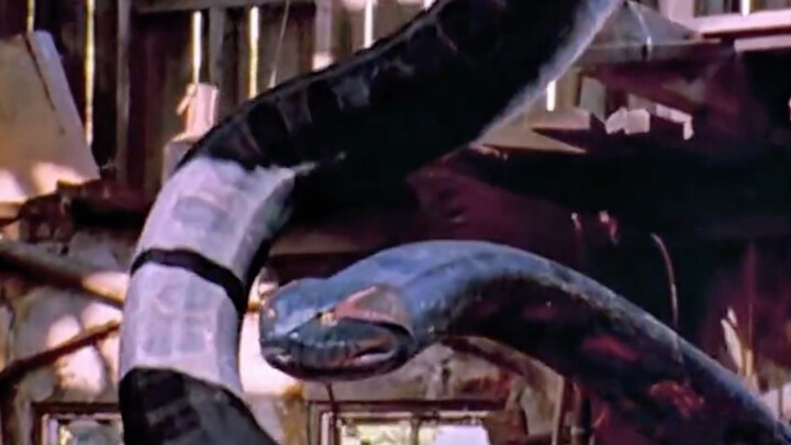 Behind the scenes of “Anaconda”: Packed with real snakes!