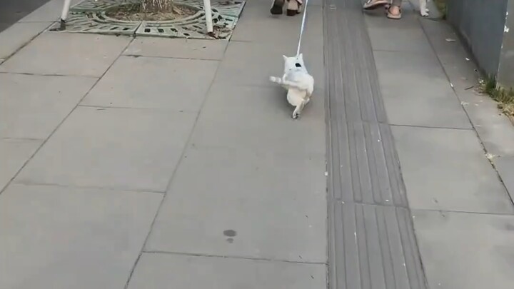 Cat lovers who love cats even more than other cat lovers do