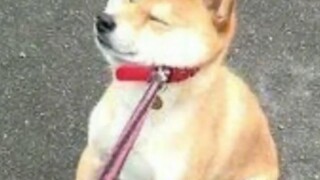 أغرب شائعة سمعتها على الإطلاق