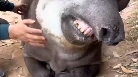 Just in case you’ve never seen what a tapir looks like when it’s being petted