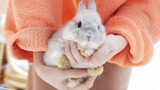 [Animals]Take a bath for pet rabbit with dry cleaning powder|<転がる子猫様>