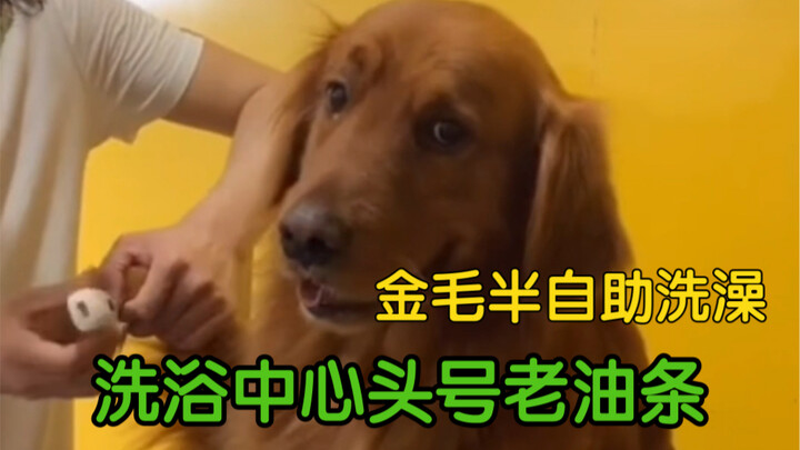 เจ้าเก๋าอันดับหนึ่งแห่งศูนย์อาบน้ำ หมาโกลเด้นรีทรีฟเวอร์อาบน้ำแบบกึ่งบริการตนเอง