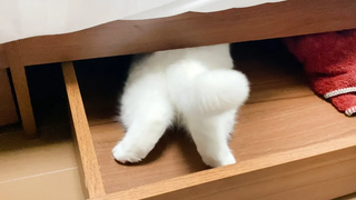 ดูเหมือนว่าแมวของฉันจะมีนิสัยชอบแอบอยู่ใต้เตียง