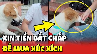 Chiếc chó XIN TIỀN KHÁC để mua XÚC XÍCH một cách BẤT CHẤP 😂 | Yêu Lu